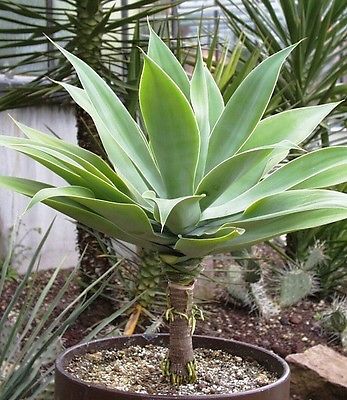 อะกาเว่หางหมาจิ้งจอก (Fox Tail Agave) / 5 เม็ด (UK)