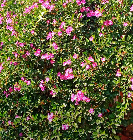 ต้นม่วงมณีรัตน์ หรือ บานบุรีสีม่วง purple begonia สูง 100-120 ซ.ม. / ต้น