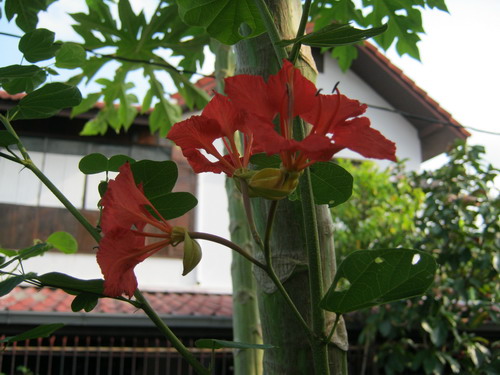 ต้นกาหลง ดอกแดง สูง 20-30 ซ.ม. / ต้น