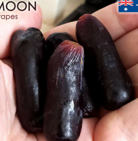 องุ่นมนต์ดำ (Moon Drop Grape) / 10 เม็ด (Australia)