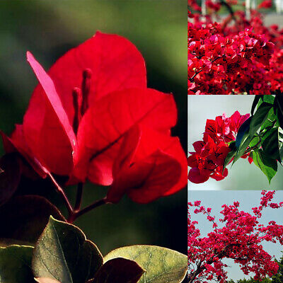 เฟื่องฟ้า (Bougainvillea) สีแดงเข้ม / 20 เม็ด (นอก)