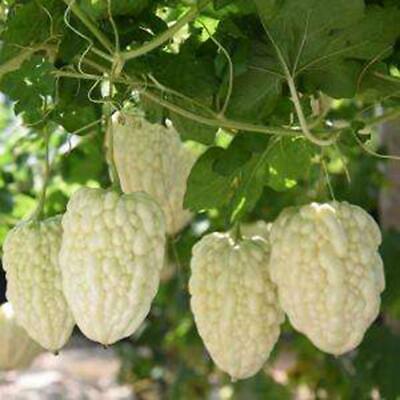 มะระขาวจีน (Chinese White Balsam pear) / 5 เม็ด (China)