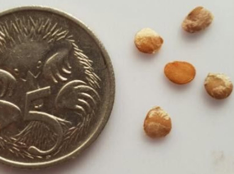 ทามาริลโล (Tamarillo) เหลือง / 10 เม็ด (Australia)