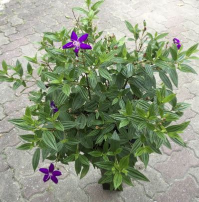 ต้นม่วงมงคล หรือโคลงเคลง กระถาง 8 นิ้ว สูง 40-60 ซ.ม.