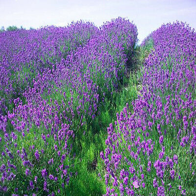 ลาเวนเดอร์อังกฤษ (English Lavender) / 200 เม็ด