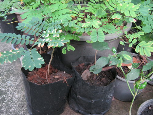 ต้นหางนกยูงไทย สีส้ม สูง 85-100 ซ.ม. กระถาง 10 นิ้ว / ต้น