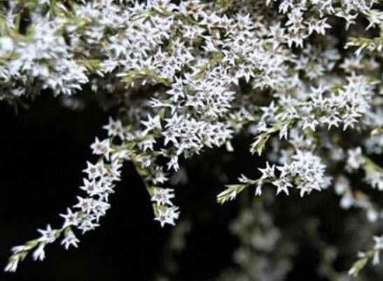 เยอรมัน สแตติส (German Statice) / 100 เม็ด (UK)