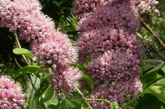 เจ้าหญิงสีชมพู (Pink Euodia) / 10 เม็ด (Australia)