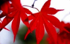 ต้นเมเปิ้ลแดง (Flame Maple Tree) / 10 เม็ด (นอก)