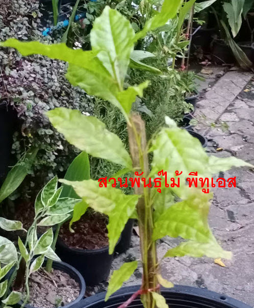 ต้นรุทรักษะ หรือ น้ำตาพระศิวะ กระถาง 8 นิ้ว สูง 20-30 ซ.ม.