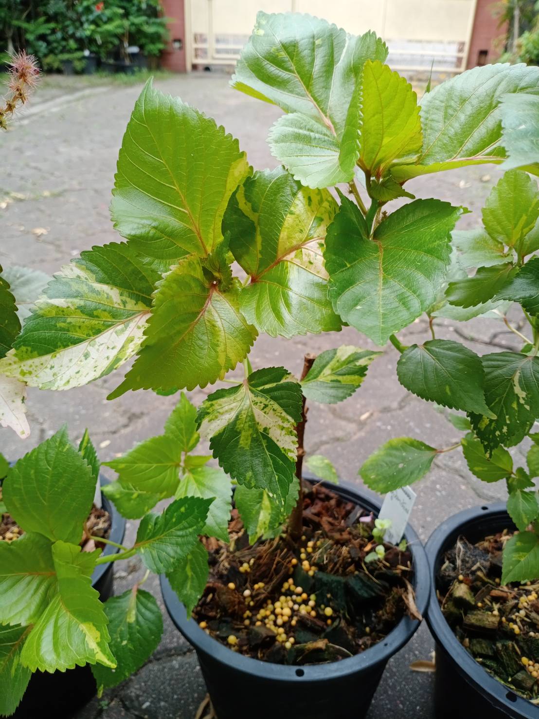 ต้นหูปลาช่อน หรือต้นไม้ 7 สี กระถาง 8 นิ้ว