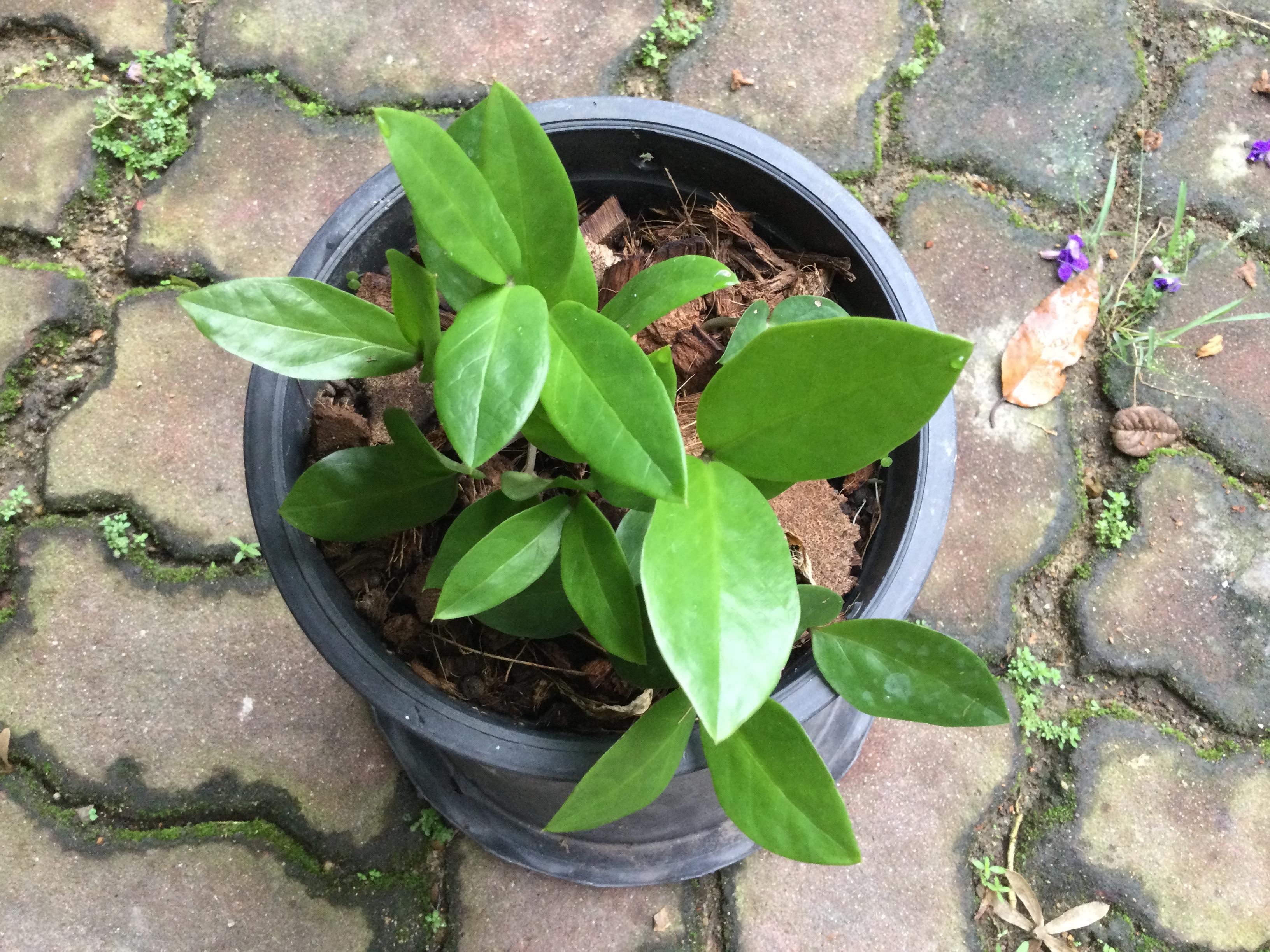 ต้นกวักมรกตแคระ กระถาง 6 นิ้ว (B)