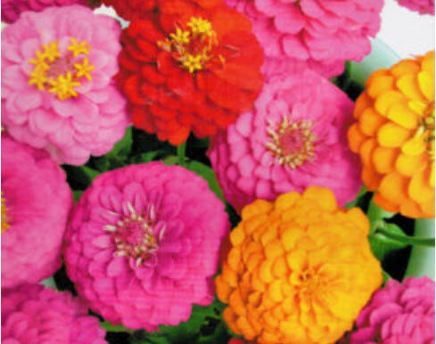 บานชื่น คละสี ซอง 50 เม็ด (A038)