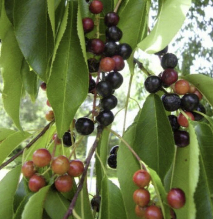 เชอร์รี่ดำ (Black Cherry / Late Cherry) / 10 เม็ด (France)*