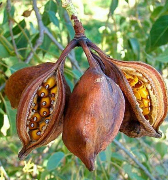 เพลิงภาณุ (Illawarra Flame Tree) / 5 เม็ด (Portugal)