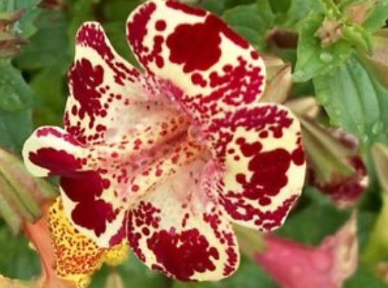 มิมิวลัส (Mimulus / Tiger Monkey Flower) คละ / 3,200 เม็ด (UK)*