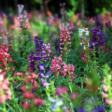 เพนสตีมอน (Penstemon) คละ 50 เม็ด / ซอง (A215)
