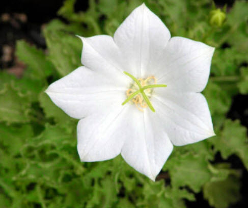 ทัสซ็อค เบลฟลาวเวอร์ (Tussock Bellflower) สีขาว / 5,400 เม็ด (UK)
