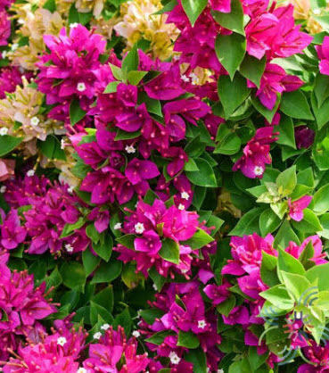 ตอเฟื่องฟ้าสาวิตรี ลำต้น 5-6 นิ้ว (กระถาง) / ต้น