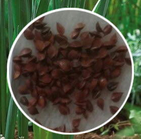 ดารารัตน์ ดอกซ้อน (Daffodil Double Duo) ชมพู-ขาว / 400 เม็ด (China)