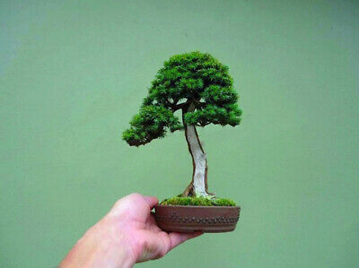 สนจิ๋ว (Miniature Pine) บอนไซ / 25 เม็ด (นอก)