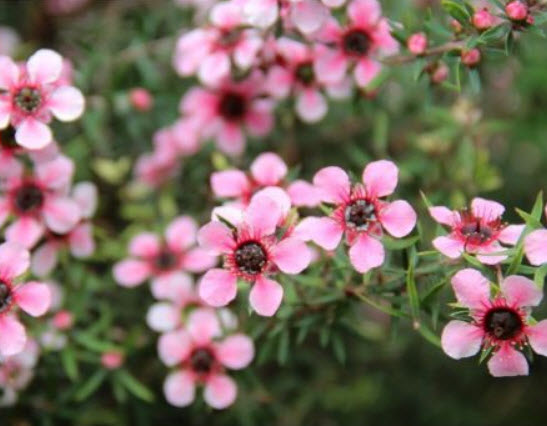 มานูก้า ชมพู (Pink Manuka) / 100 เม็ด (New Zealand)*