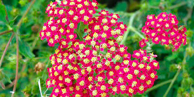 ยาโรว์ Summer Pastel คละ / 3,000 เม็ด (UK)*