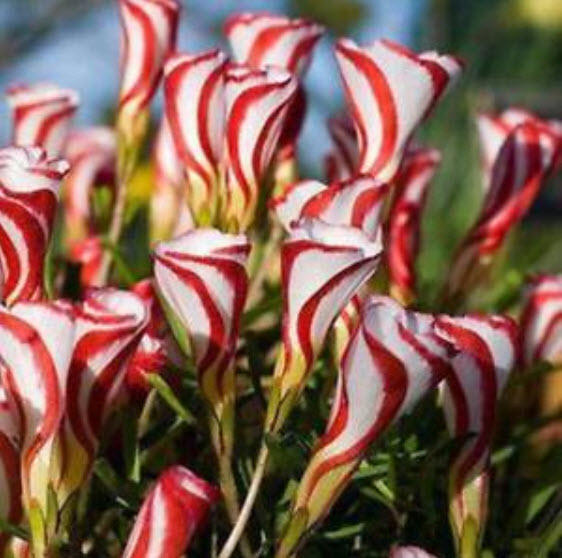 อ็อคซาลิส (Oxalis Versicolor) / ซอง 100 เม็ด (S058)