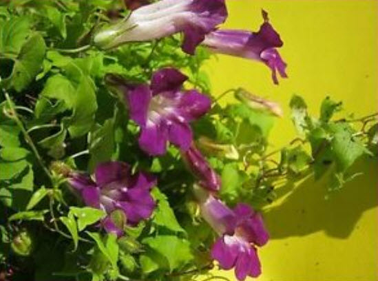 แก้วเจ้าจอม (Twining snapdragon / Asarina scandens) / 5 เม็ด (UK)