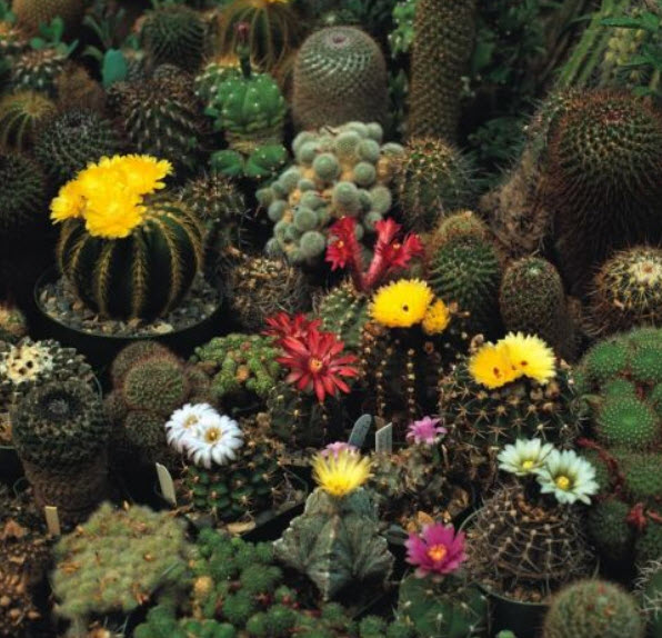 แคคตัส คราวน์ (Cactus - Crown) คละ / 100 เม็ด (UK)