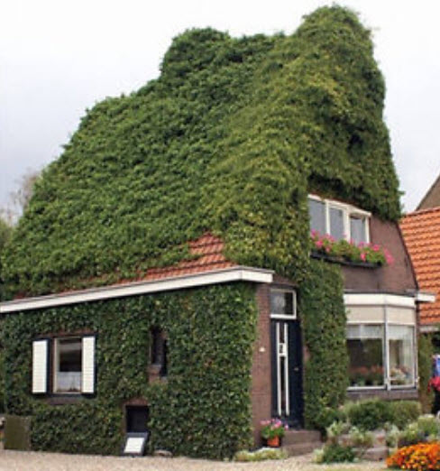 บอสตัน ไอวี่ (Boston Ivy) เขียว / 100 เม็ด (Netherlands)