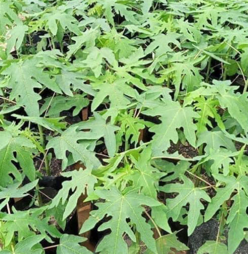 ต้น มะละกอเตี้ยชุมแพ (ต้นเตี้ยพันธุ์แท้) ลูกดก กรอบ เนื้อเยอะ