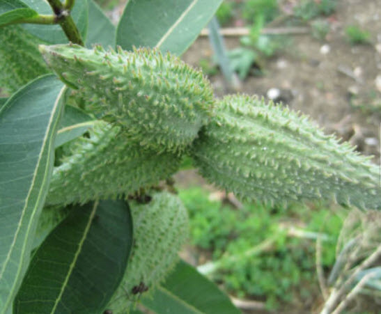 คอมม่อน มิลค์หวีด หรือนกหงส์หยก (Common Milkweed) / 50 เม็ด (Croatia)