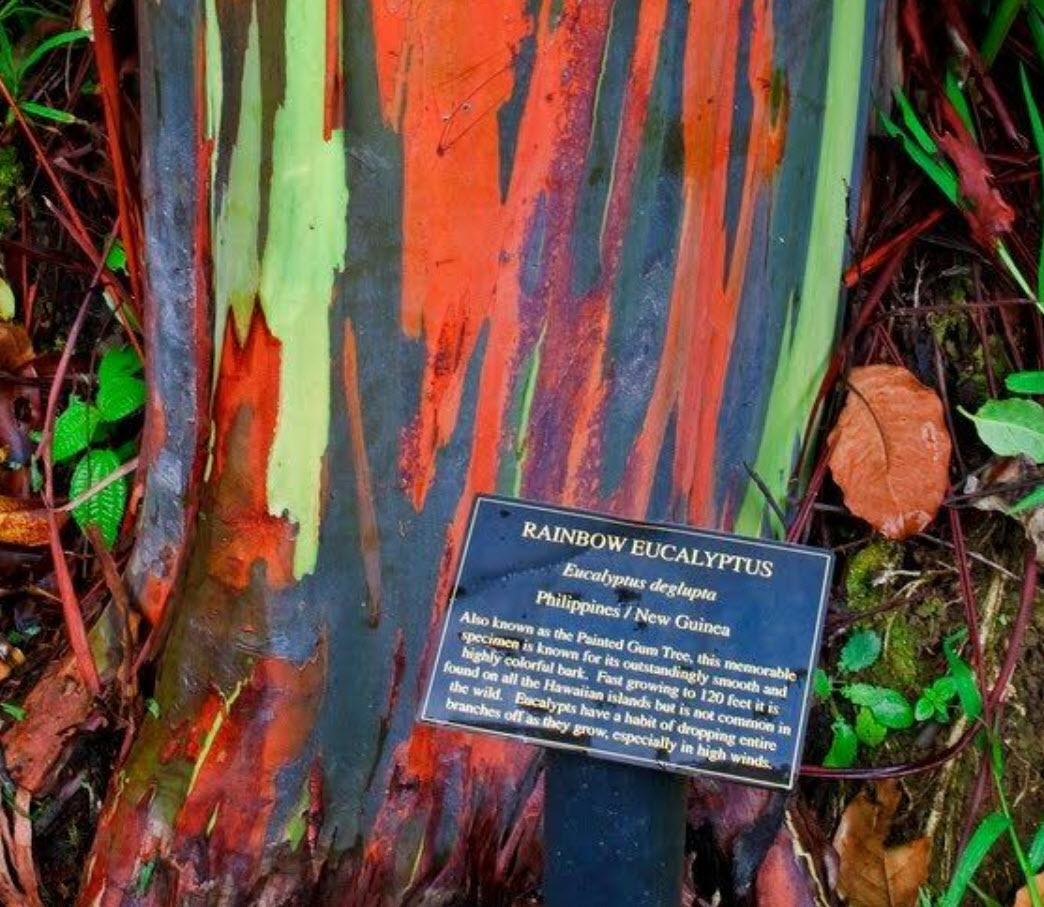 ยูคาลิปตัส แฟนซีฮาวาย (Hawaii Rainbow Eucalyptus) / 25 เม็ด (นอก)
