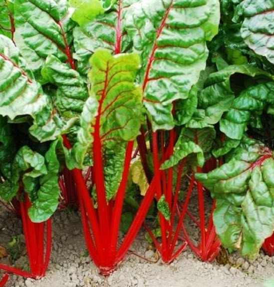 สวิสชาร์ต รูห์บับ (Swiss Chard Rhubarb) แดง / 550 เม็ด (UK)*
