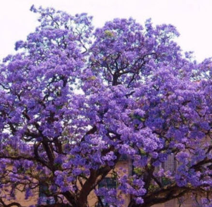 (ขายส่ง) พอโลเนีย (Paulownia tomentosa) หรือเจ้าหญิง / 5,000 เม็ด (USA)