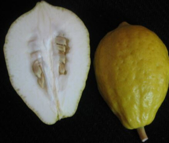 มะนาวอิทร็อก (Etrog / Citrus medica) / 5 เม็ด (Israel)