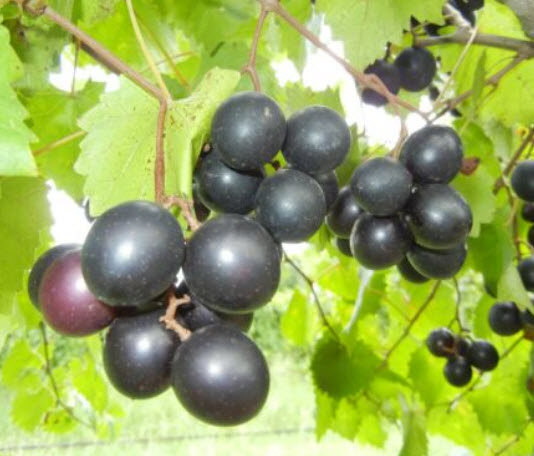 องุ่นมัสคาดีน (Muscadine Black) / 5 เม็ด (USA)