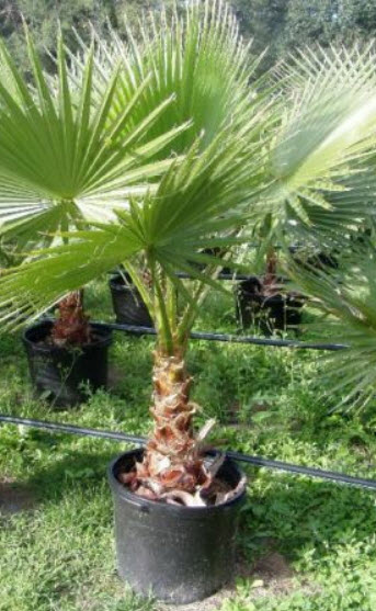 ปาล์มพัดเม็กซิกัน (Mexican Fan Palm) / 5 เม็ด (UK)