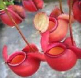หม้อข้าวฯ แอปเปิ้ล (Apple Nepenthes) / 50 เม็ด (หายาก)