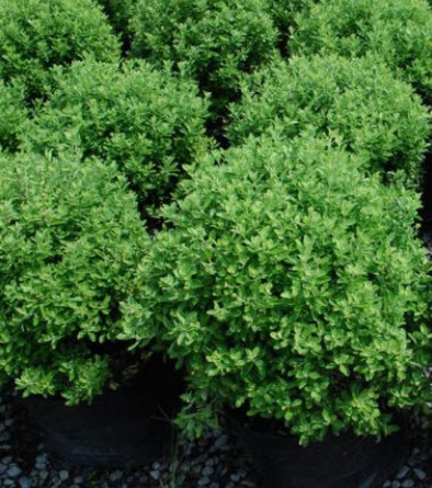 ต้นฟ้าประดิษฐ์ (Ground Morning Glory) ต้นใหญ่ สูง 25-30 ซ.ม. / ต้น