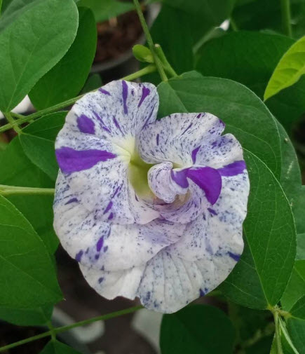 ต้นอัญชัน ดอกด่าง กระถาง 6 นิ้ว สวยมาก มีต้นพร้อมส่ง