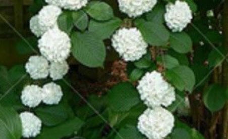 ไฮเดรนเยียเลื้อย (Climbing Hydrangea) สีขาว / 5 เม็ด