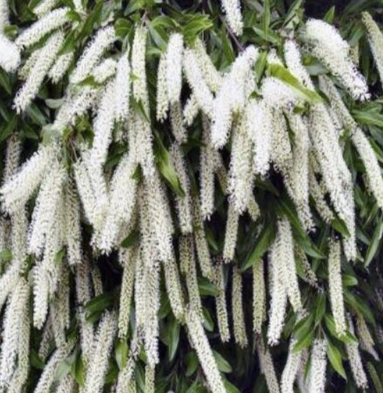 บัคกิ้งแฮม หรือไอวอรี่ เคิร์ล (Buckingham / Ivory Curl) / 5 เม็ด (Australia)