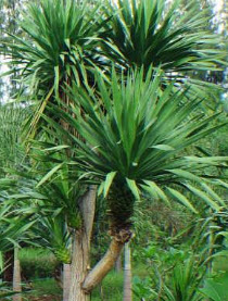 ต้นจันผา กระถาง 6 นิ้ว / ต้น