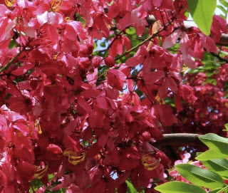 คูนแดง (Cassia Marginata) / 20 เม็ด