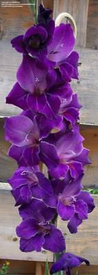 แกลดิโอลัส (Gladiolus) สีม่วง ดอกใหญ่ / 100 เม็ด