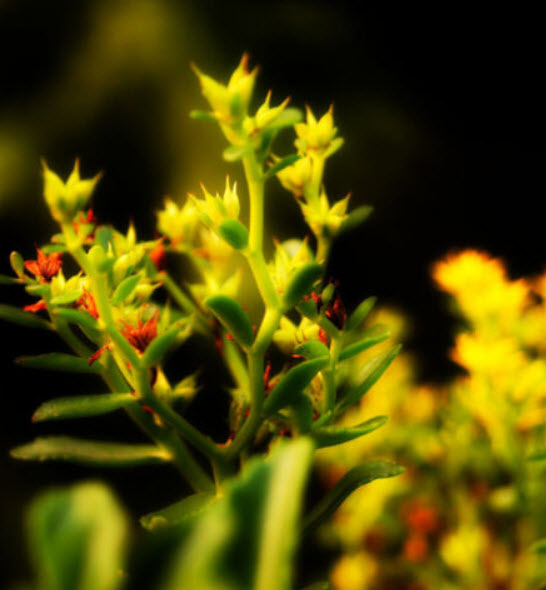 ซีดัม ไลแนร์ (Sedum Lineare) / ซอง 50 เม็ด (A201)