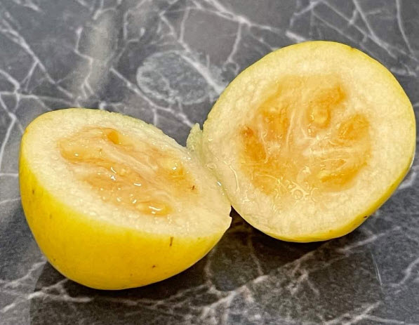 ต้นฝรั่งสตอเบอรี่เหลือง ต้นเพาะเมล็ด สูง 15-35 ซ.ม.