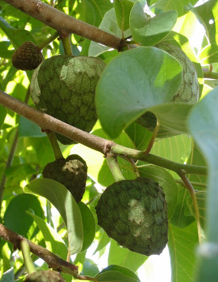 ต้นน้อยหน่าสับปะรด หรือฟ้งหลีซื่อเจีย กระถาง 12 นิ้ว สูง 50-60 ซ.ม. / ต้น